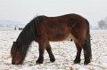 Winterweide 11-12 (68)